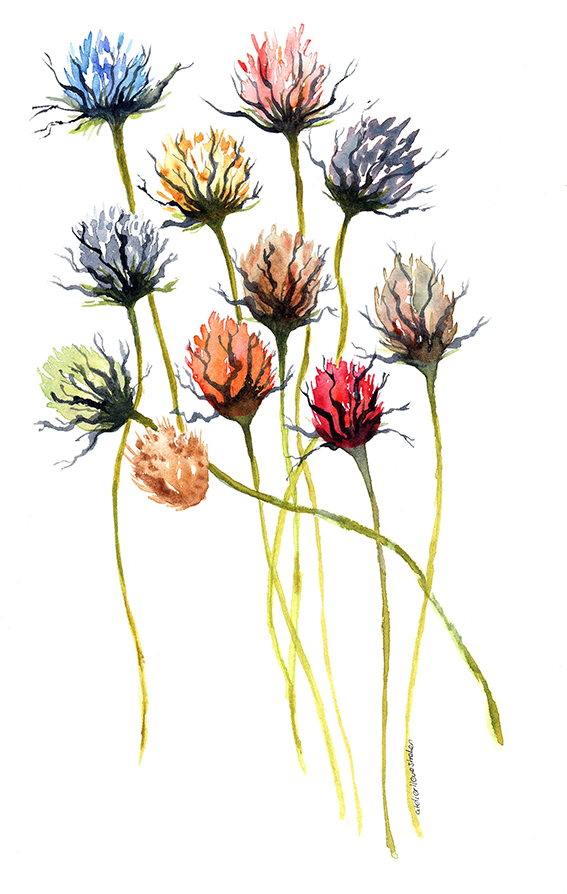 Distels aquarel